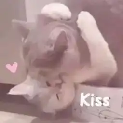  互撩表情包给你一个亲亲