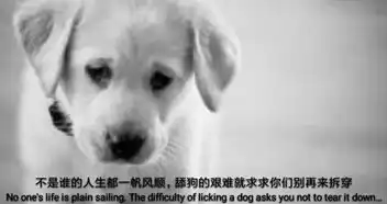  520今天我不再做ta的舔狗