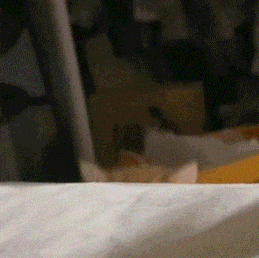  小猫咪不能讲脏话丨第966期喵表情包