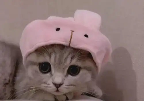  小奶猫第一次下水洗澡,满脸问号却超配合不放葱姜蒜就好