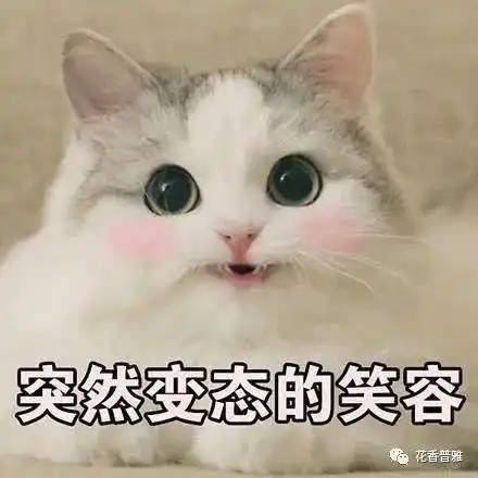  撸猫时的5种怪癖行为,最后一个画面实在无法描述腾讯新闻