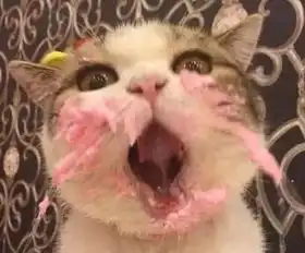  主人做的生日蛋糕,喵星人一脸生无可恋的嫌弃
