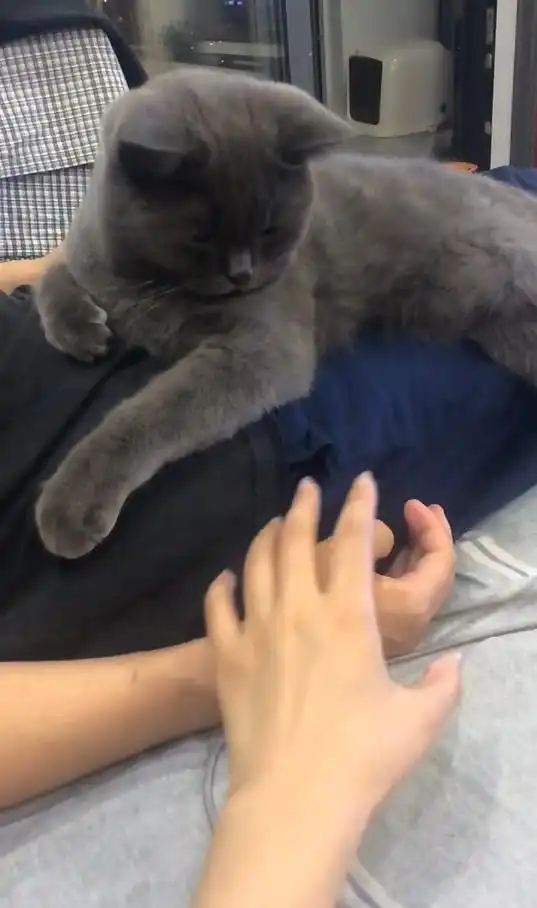  看到主人被别人牵手,蓝猫竟然做出这举动,吃醋表情笑哭网友