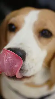  猎狐犬狗汪星人吐舌可爱宠物苹果手机高清壁纸750x1334爱思助手