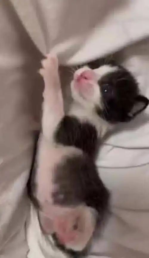  会win的小奶猫有人喜欢么