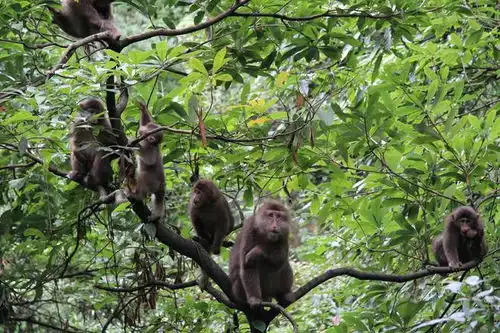  男子牵狗上峨眉山直播挑衅猴群景区回应带狗上山违规,没有直播博眼球