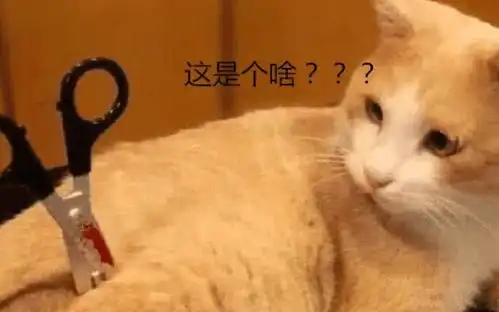  给猫咪修剪毛发时,失手把剪刀刺进猫咪身体,猫咪的反应令人惊讶