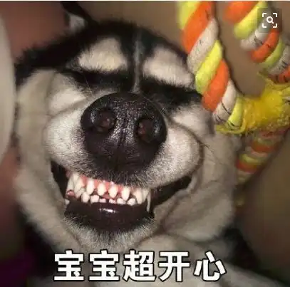  网友带了只哈士奇回家,结果女主人拿手机拍下了狗子跟老公这样的视频....