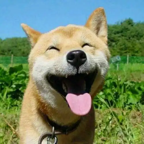  舔狗不得好死,是真是假