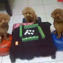  打麻将三缺一,谁来name.小俊的美拍