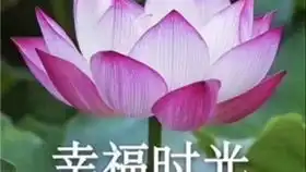  百闻牌萌即正义山兔ssr运势卡组