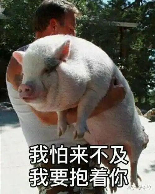 奶油猪kmall表情包猪猪