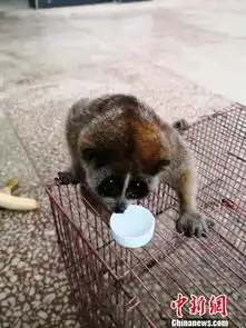 国家一级保护动物蜂猴饥寒难耐冒险觅食获民警救助民生资讯