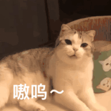 huh猫表情包动图怎么这