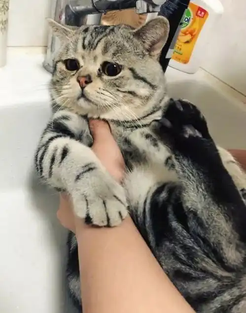  猫咪洗澡拒绝三连,可以做表情包了,哈哈哈