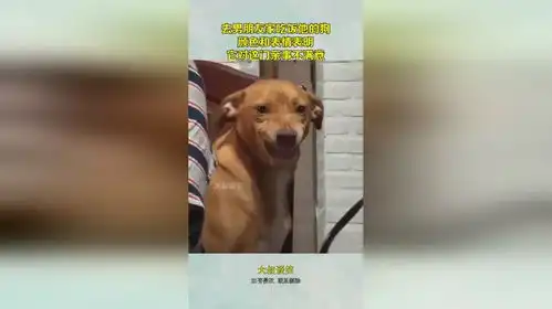  去男朋友家吃饭,他的狗颜色和表情表明,它对这门亲事不满意