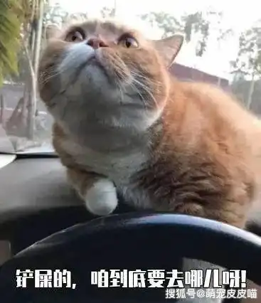  猫猫坐车上高速就一直叫个不停为什么,叫声很惨是不是害怕