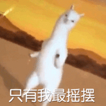  明天起,千万不要离开柳州否则你后悔都来不及