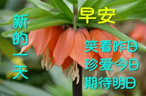  2020早上好动态表情图片大全,早晨好问候语句子