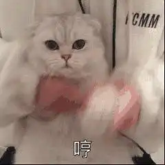 huh猫表情包动图表情包