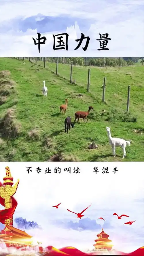  羊驼为什么要吐口水呢