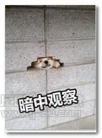  哈士奇暗中观察表情图片哈士奇暗中观察表情包jz5u绿色下载站