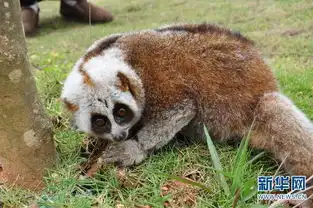  云南勐海蜂猴误闯民宅森警及时救助