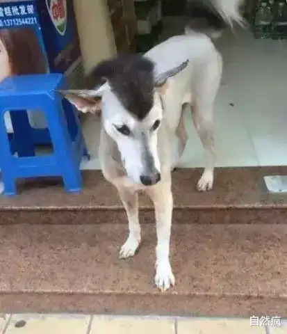  看了半天才发现原来这是一只哈士奇,这发型好潮流啊哈哈