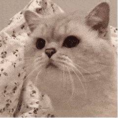 胖妞约吗表情包避孕套gif