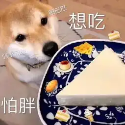  柴犬表情包合集