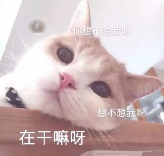 huh猫表情包动图生活