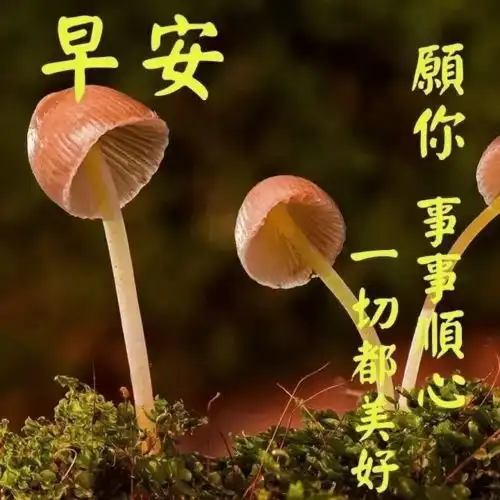 好看的表情包图片可爱早上好