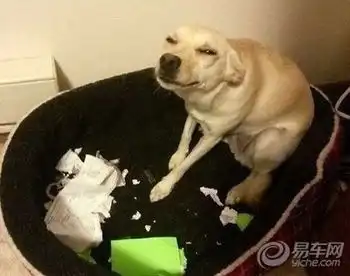  宠物当家社区图片集锦易车
