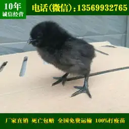  绿壳蛋鸡苗绿壳蛋鸡养殖绿壳蛋鸡价格绿壳蛋鸡苗批发采购图片,绿壳蛋鸡苗绿壳蛋鸡养殖绿壳蛋鸡价格绿壳蛋鸡苗批发采购高清图片许昌经济开发区农联养殖专业合作社