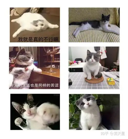 猫爪牵手表情包全套zine