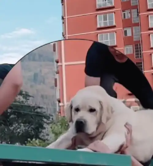  警犬首次过断桥吓出表情包,萌翻全网