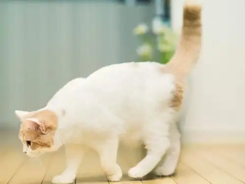 喝牛奶表情包猫咪