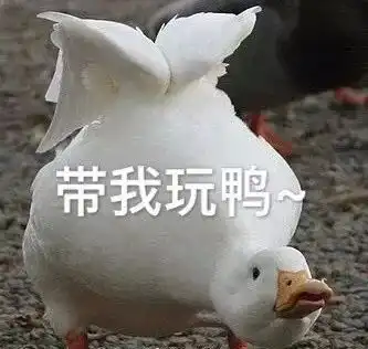 表情包鸭鸭鸭鸭