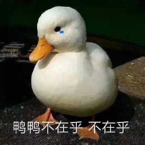  可爱鸭鸭表情包宝贝,入我怀