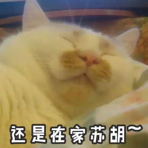  每日吸猫净化灵魂