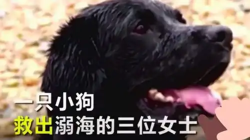  过路狗狗救三名落海女子,英勇行为让网友称赞,视为狗英雄