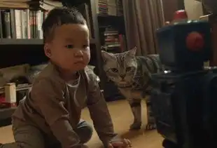  姚晨晒儿子小土豆与猫咪合照呆萌表情神同步