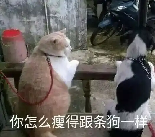 熊猫头表情包最新小龙虾