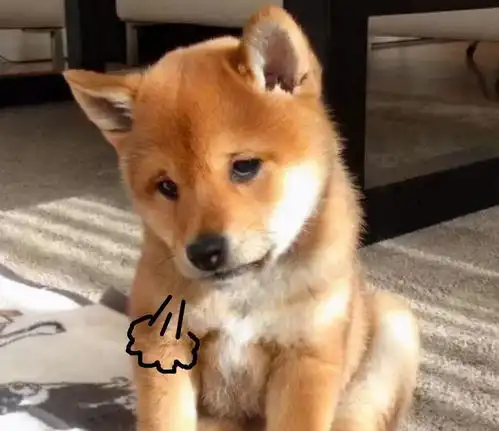  主人这些行为,狗狗是真的讨厌,不亲近你也是正常