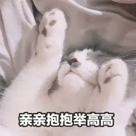  带宠上班你做好准备了吗