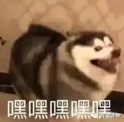  年报圣宠2019年输送宠物美容师高达...