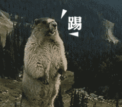  土拨鼠啊表情包gif