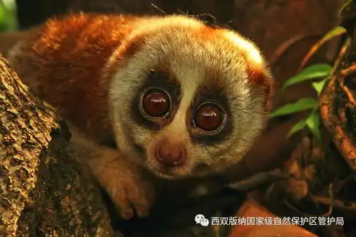  世界野生动植物日丨西双版纳保护区动植物科普八蜂猴