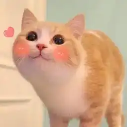  表情包丨小萌猫bobi,简直小天使