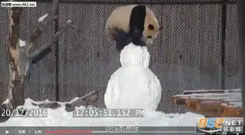  大熊猫滚滚玩雪嗨皮图片熊猫滚滚玩雪球表情包下载乐游网游戏下载